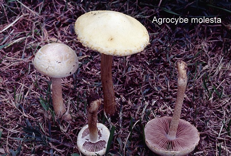 Agrocybe molesta-amf187.jpg - Agrocybe molesta ; Syn1: Pholiota dura ; Syn2: Agrocybe dura ; Nom français: Agrocybe dur